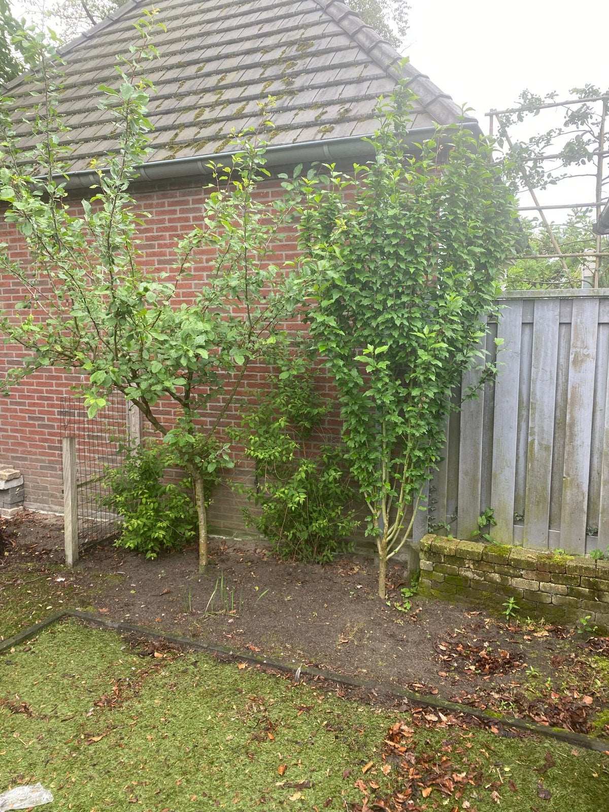Diverse planten en boompjes tegen elk aannemelijk bod, Overige soorten, Vaste plant, Ophalen of Verzenden, Bloeit niet