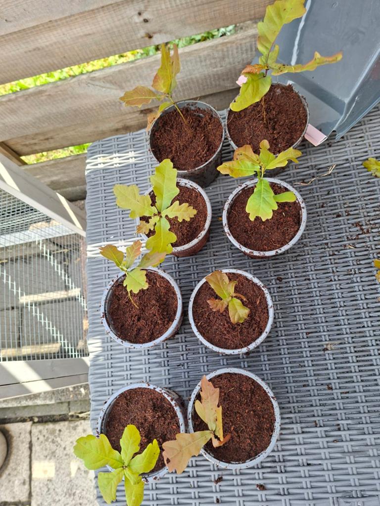 Jonge Eikenboom Stekjes - Kweek je eigen eikenbos!, Volle zon, Vaste plant, Bloeit niet, Ophalen