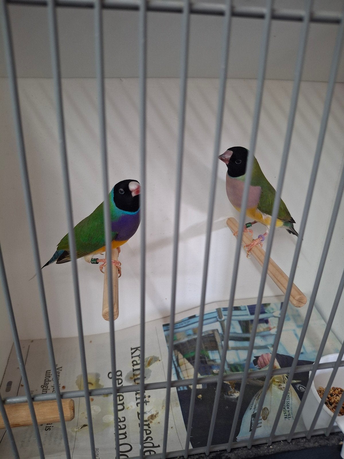 Koppel gouldamadines natuurbroed, Dieren en Toebehoren, Vogels | Overige Vogels, Meerdere dieren, Tropenvogel, Geringd