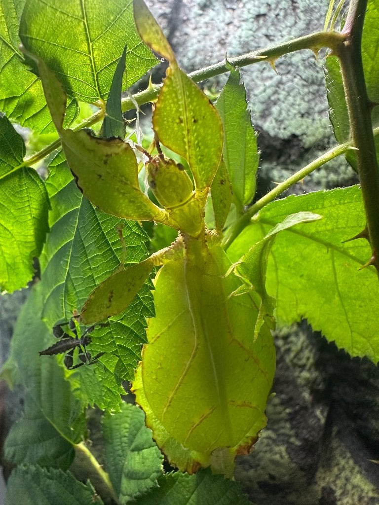 Wandelende bladeren Phyllium philippinicum, Wandelende tak