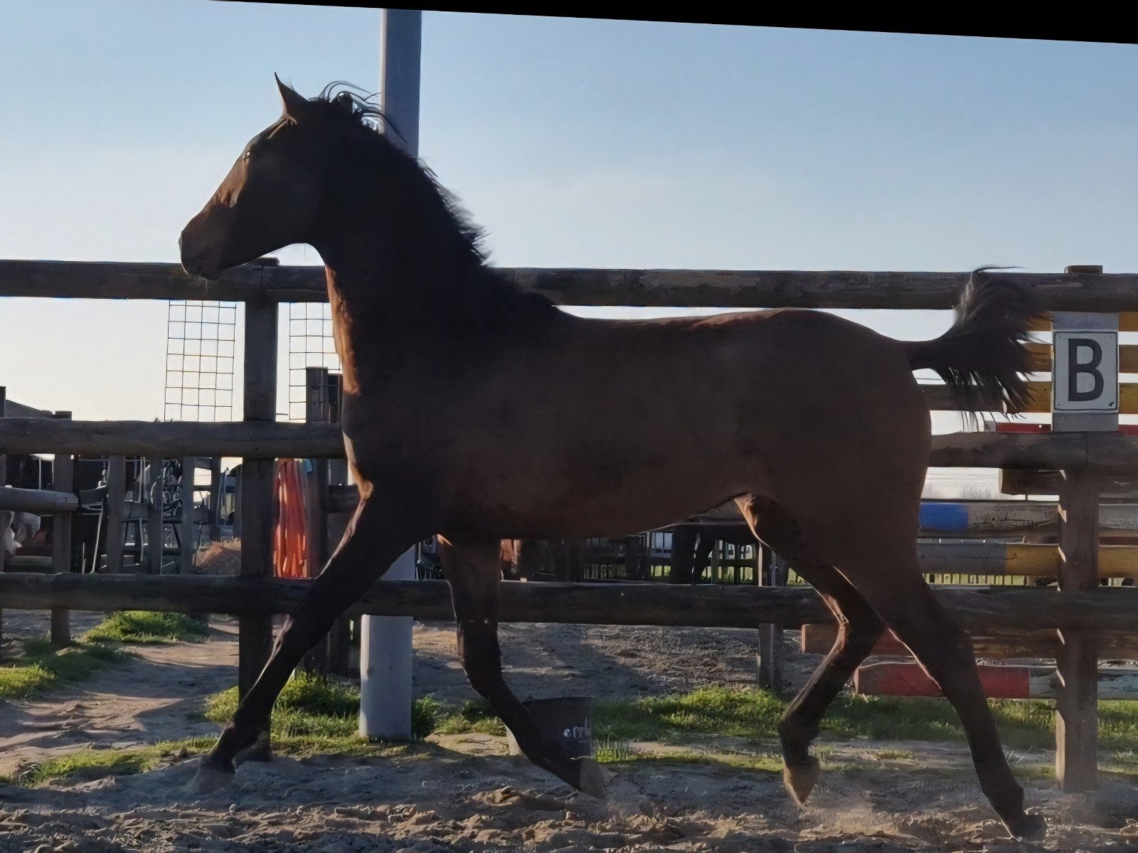 Hele lieve en knappe lusitano merrie, Dieren en Toebehoren, Paarden, Merrie, Met stamboom, 0 tot 2 jaar