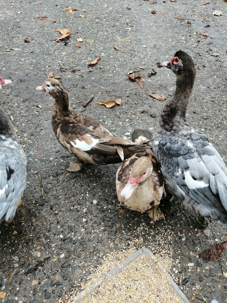6 muskus eenden te koop, Dieren en Toebehoren, Meerdere dieren, Eend