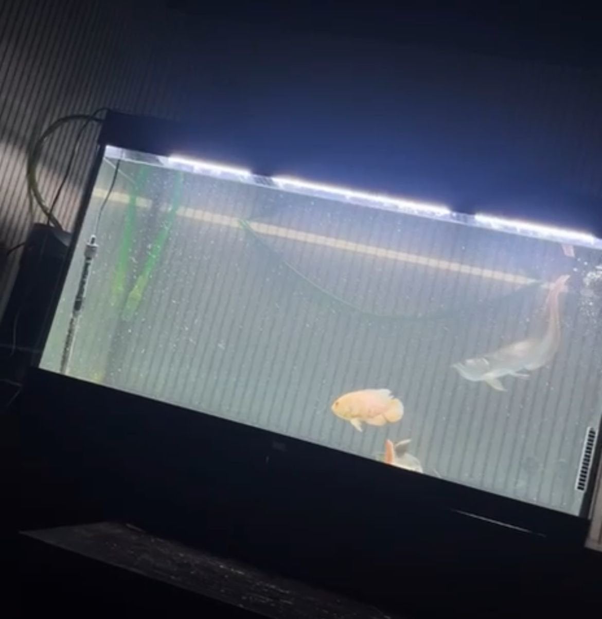 juwel aquarium 120x65x50, Ophalen, Gebruikt, Juwel, Inclusief deksel