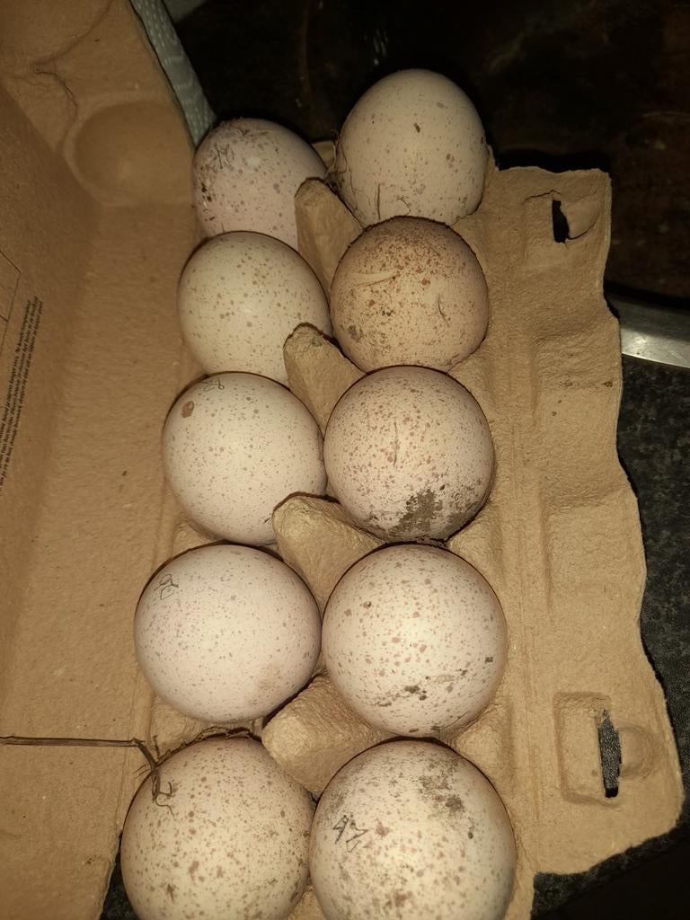 Eieren Amerikaanse bronzen kalkoen, Ophalen of Verzenden, Overige typen