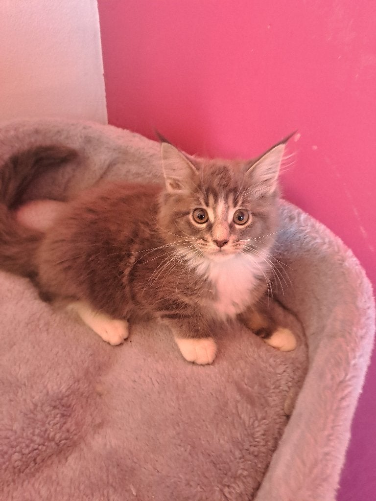 Maine coon kittens, Poes, Gechipt, 0 tot 2 jaar