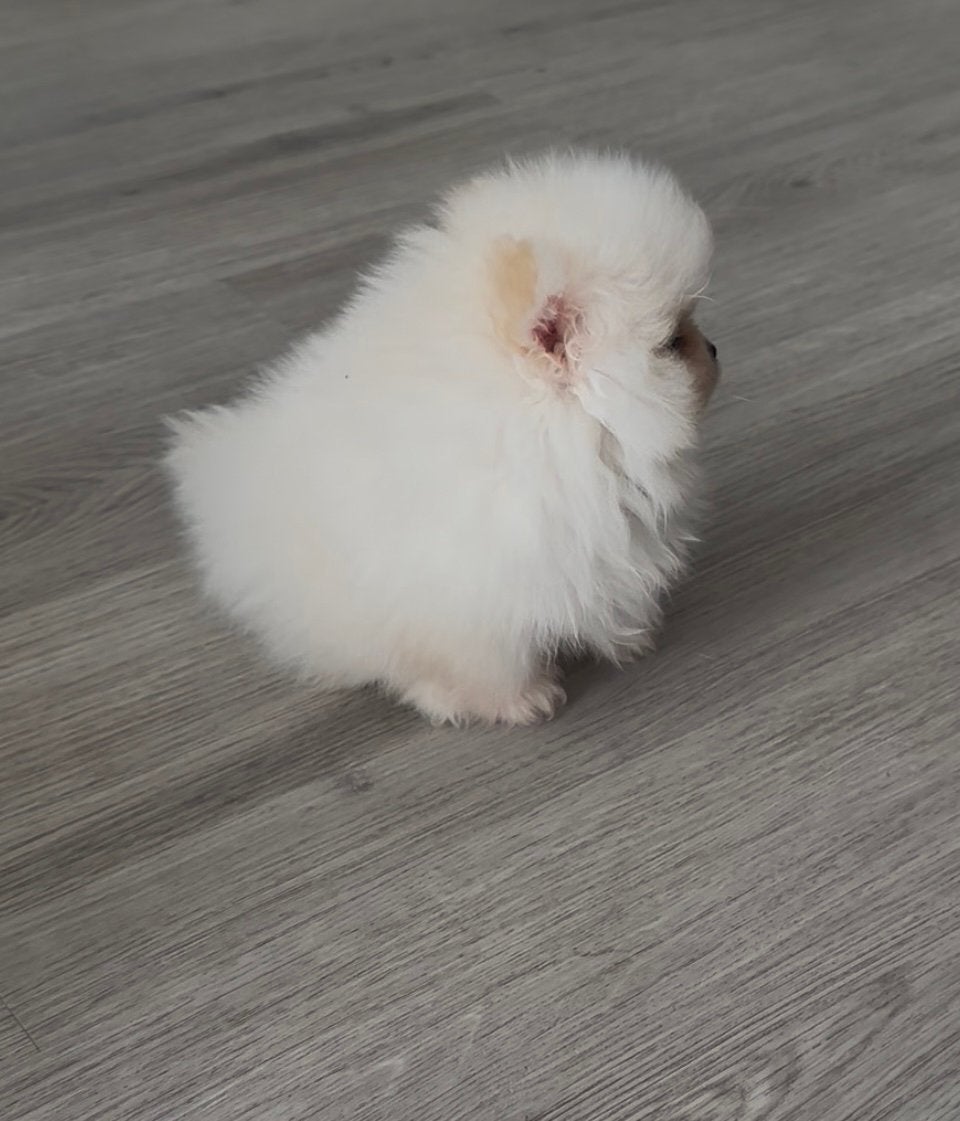 100%Pomeriaan Pup Reu NL Nest, Parvo, Keeshond, Reu, 8 tot 15 weken