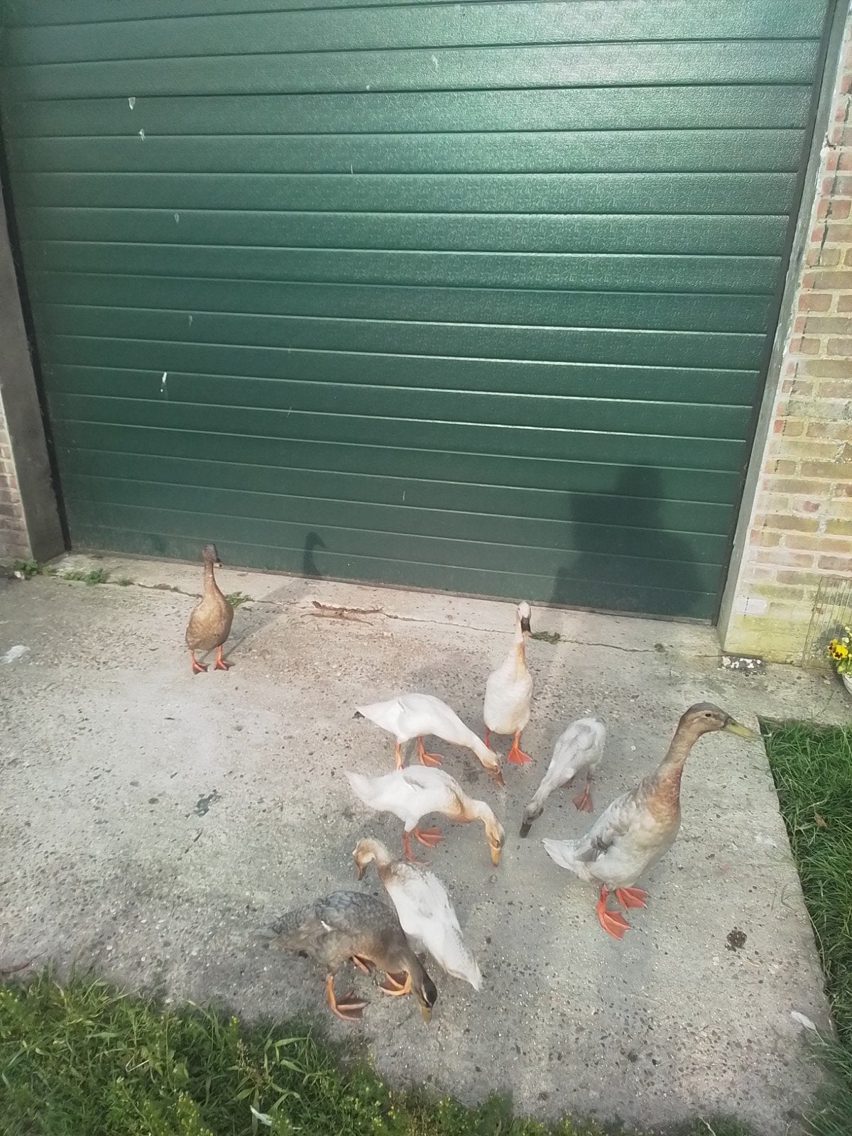 3  loopeenden, Dieren en Toebehoren, Meerdere dieren, Eend