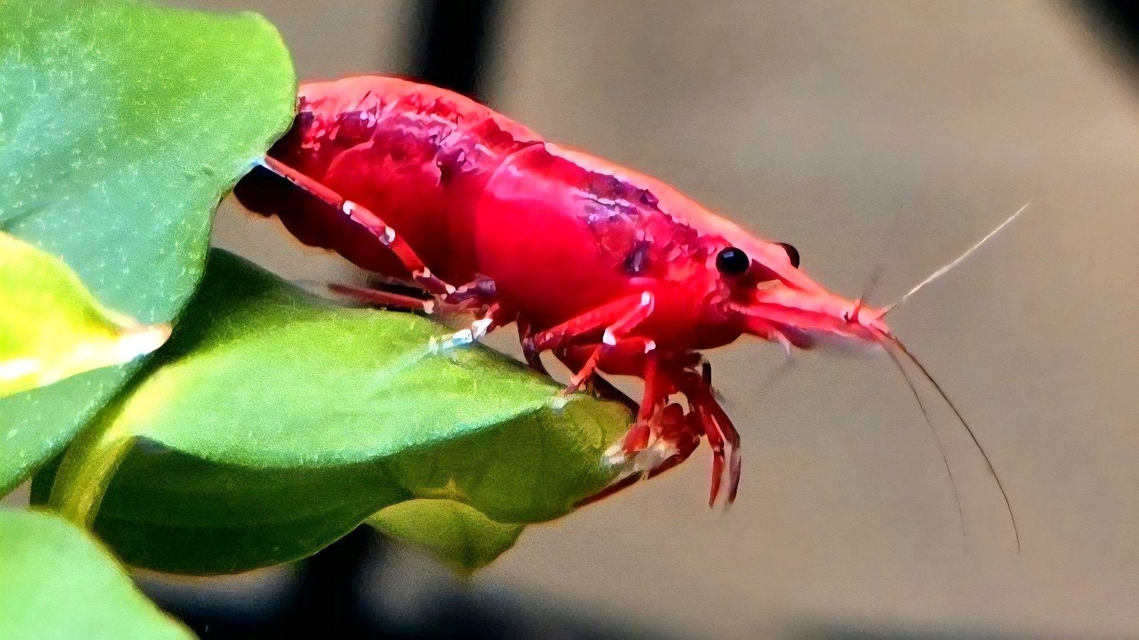 Neocaridina Painted Fire Red, Dieren en Toebehoren, Kreeft, Krab of Garnaal, Zoetwatervis, Schoolvis