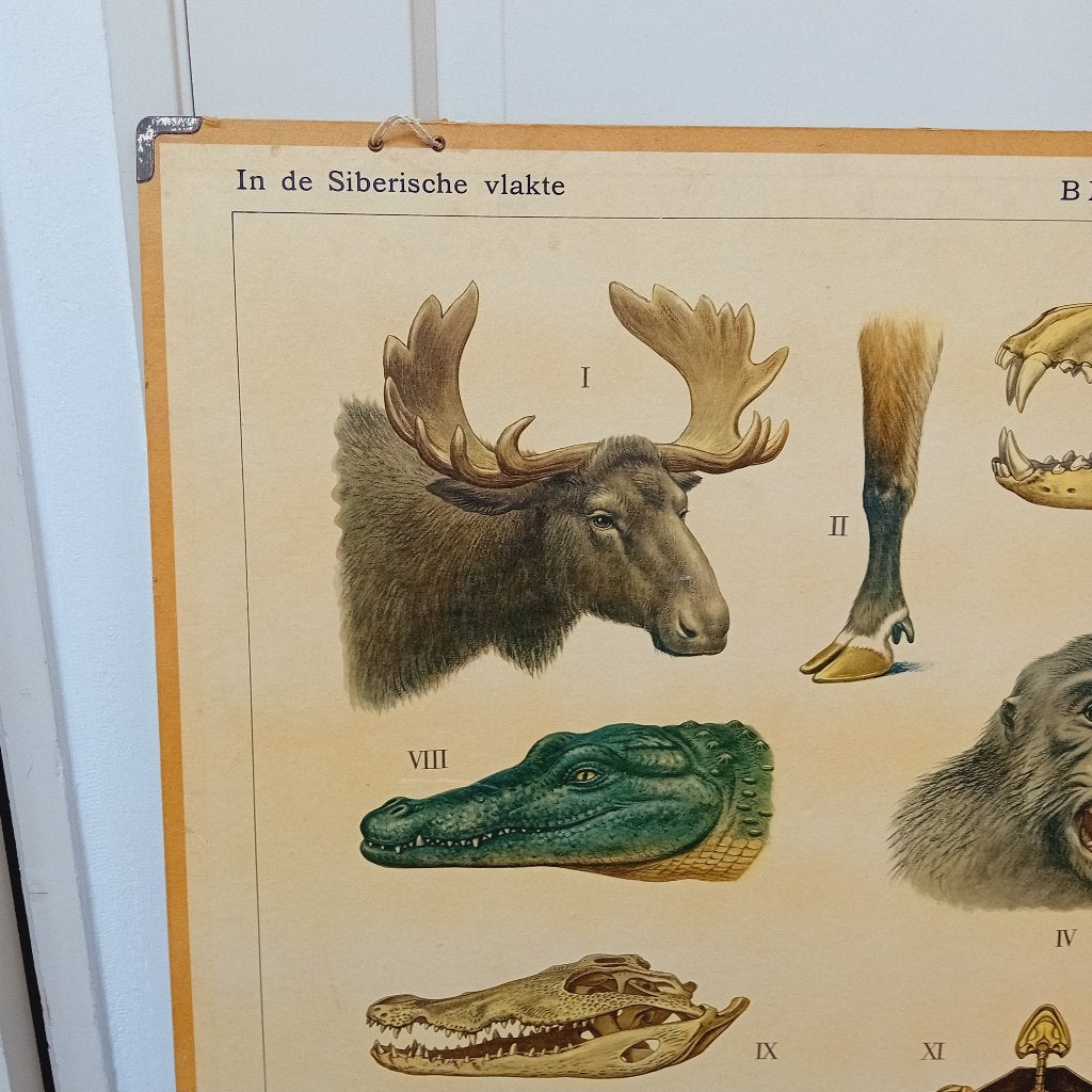 vintage zoologische 50 nederlandse zoologische poster, Ophalen of Verzenden, Natuur en Biologie