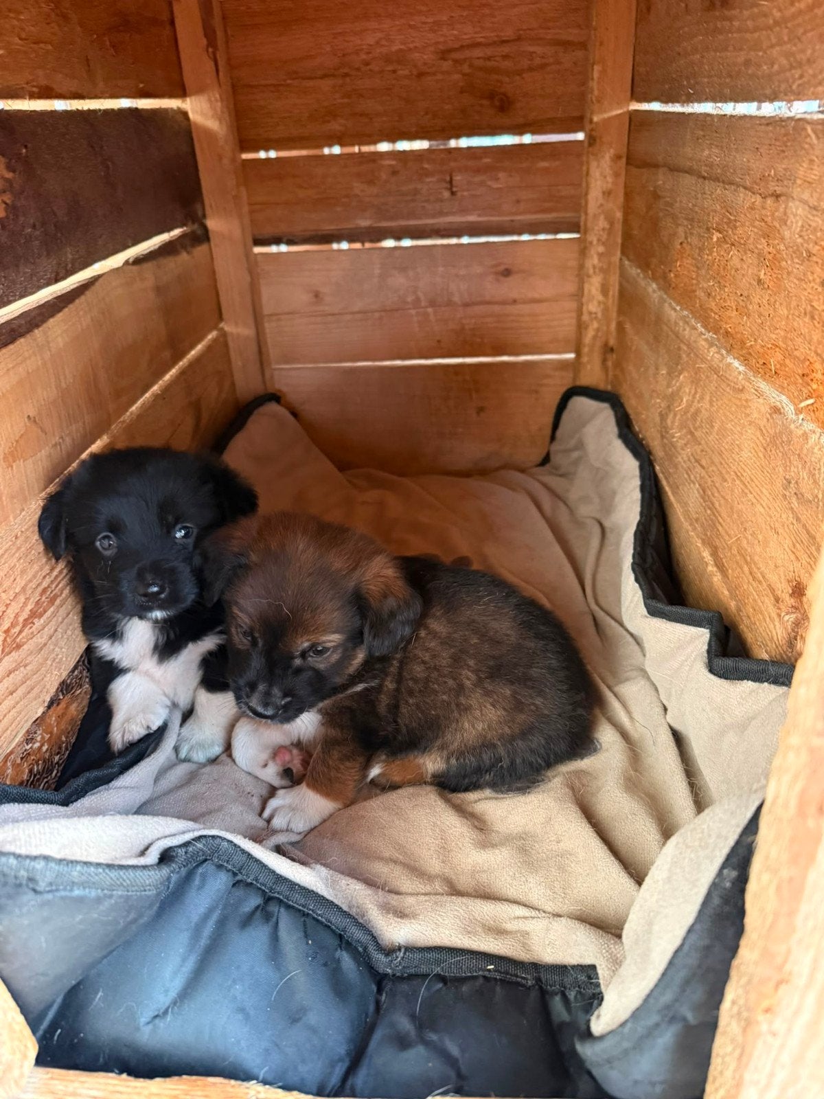 Puppy's ter adoptie Kleinblijvend, Dieren en Toebehoren, Honden | Niet-rashonden, Particulier, 15 weken tot 1 jaar, Buitenland