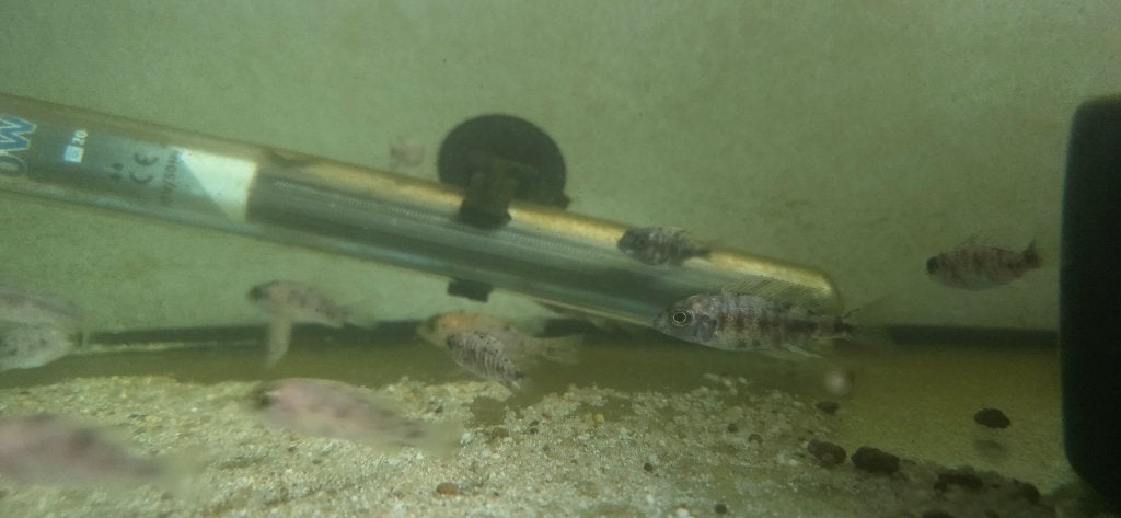 Vis Aulonocara OB, Dieren en Toebehoren, Vis, Zoetwatervis