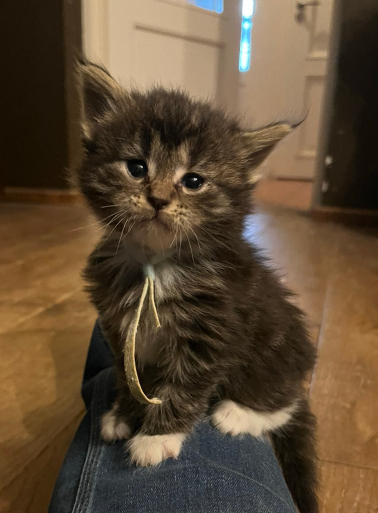 Maine Coon kittens, Dieren en Toebehoren, Katten en Kittens | Raskatten | Langhaar, Meerdere dieren