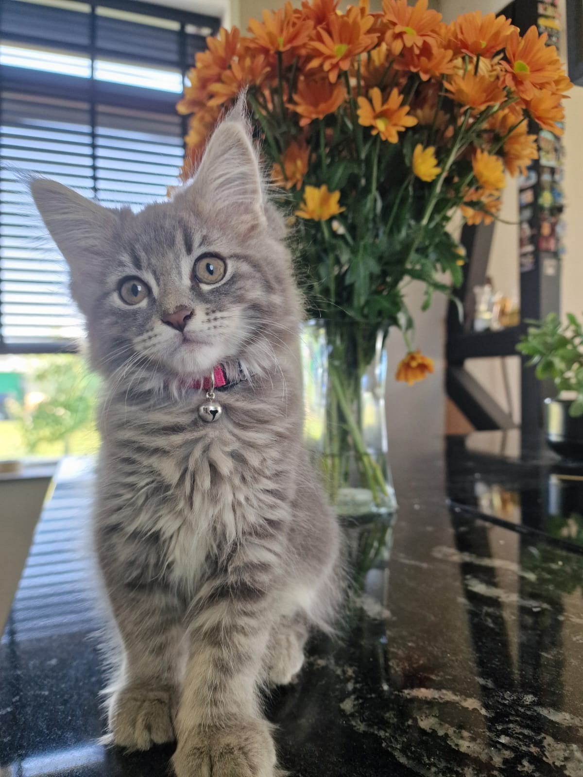 Maine Coon x Ragdoll poesje, Meerdere dieren, Gechipt
