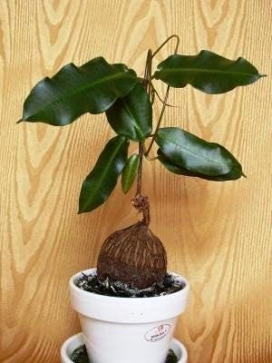 Fockea Petopentia Natalensis caudex plant, Verzenden, Overige soorten, Volle zon, Minder dan 100 cm