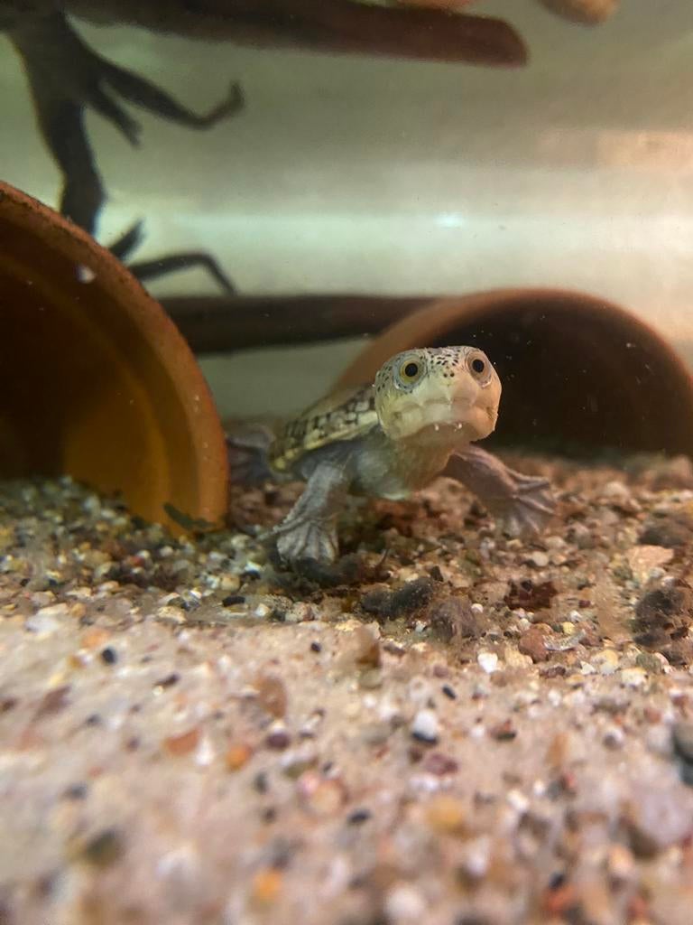 Op zoek naar Sternotherus, Kinosternon, Macrochelys Claudius, Dieren en Toebehoren