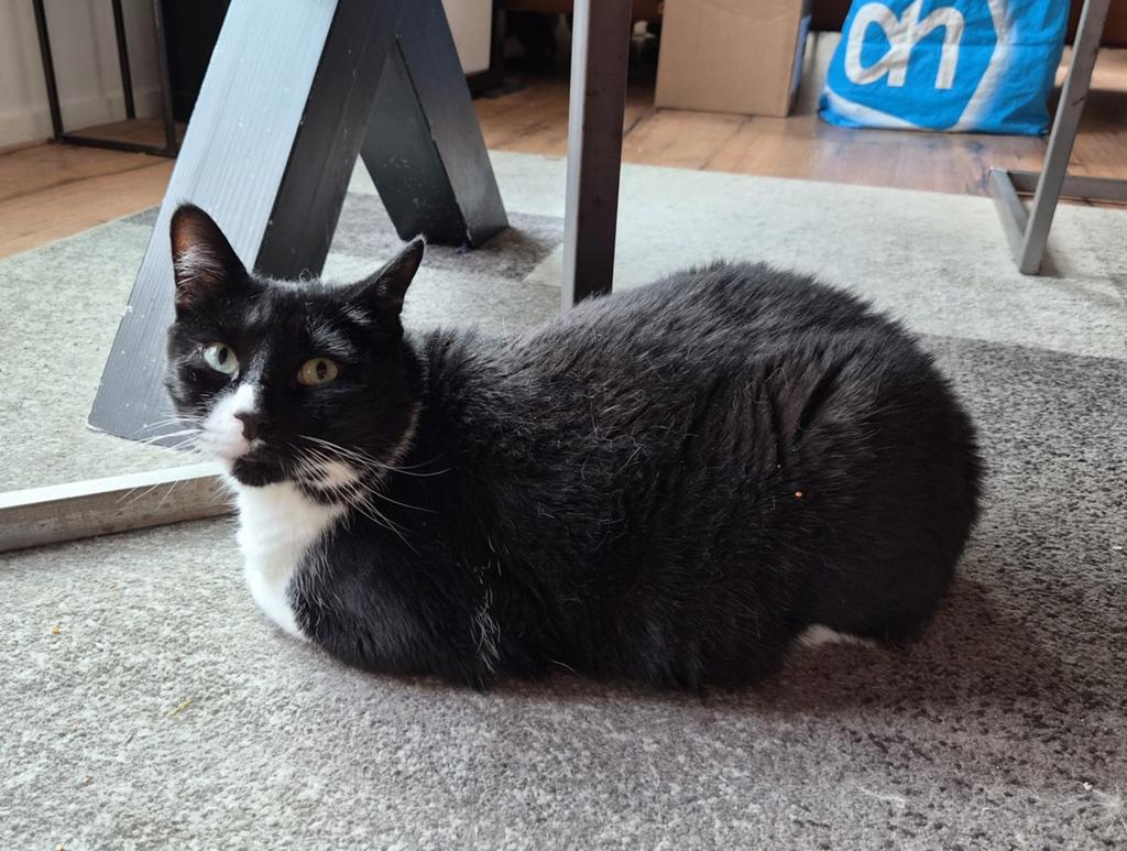 Pinchi 7 jaar oud. zoekt nieuw baasje niet gratis !!, Kater