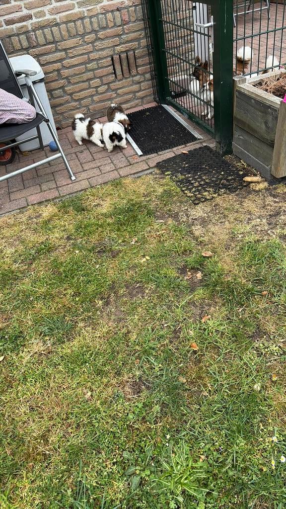 Vlinderhondjes, Reu, 8 tot 15 weken, Parvo, Meerdere