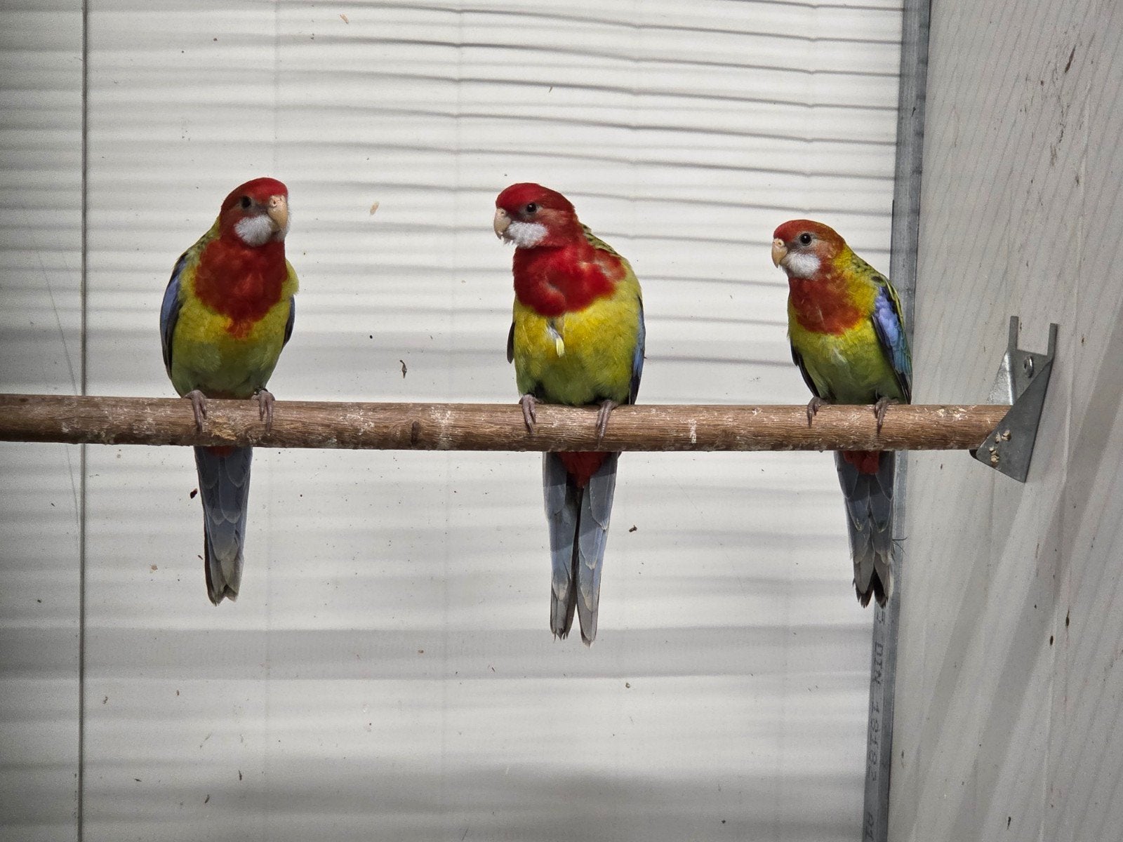 Pracht rosellas, Dieren en Toebehoren, Vogels | Parkieten en Papegaaien, Meerdere dieren, Parkiet, Geringd