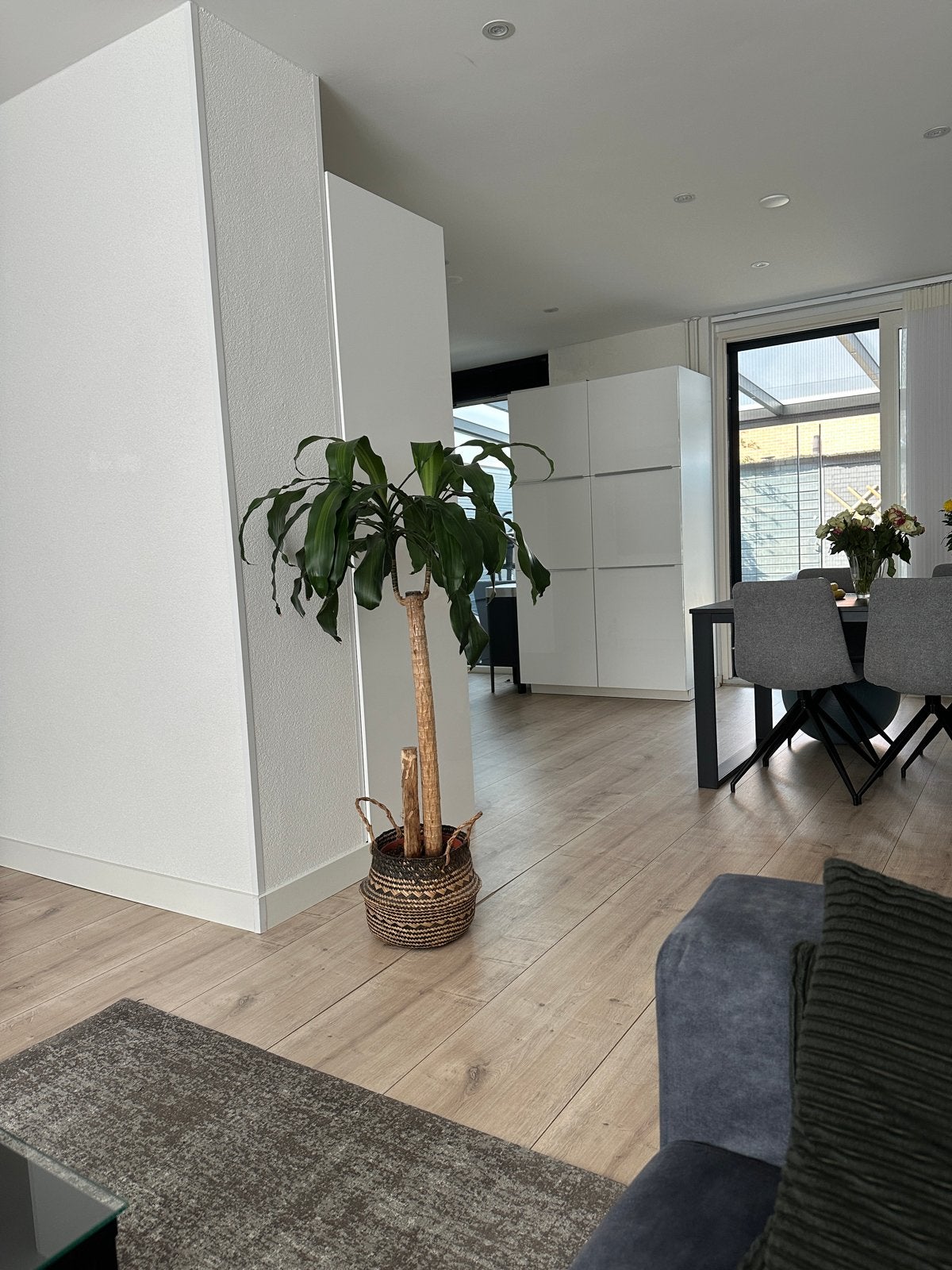Grote Dracaena plant in mand, Ophalen, Overige soorten, Halfschaduw, In pot