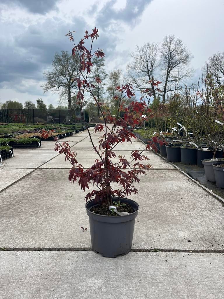 Japanse Esdoorn Acer ‘Trompenburg’, Ophalen, Bloeit niet, Halfschaduw, Overige soorten