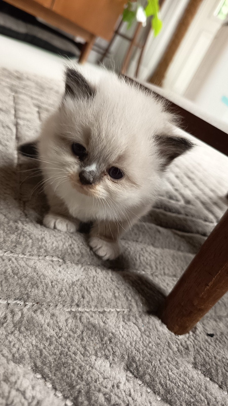 Kittens pers x neva masquerade