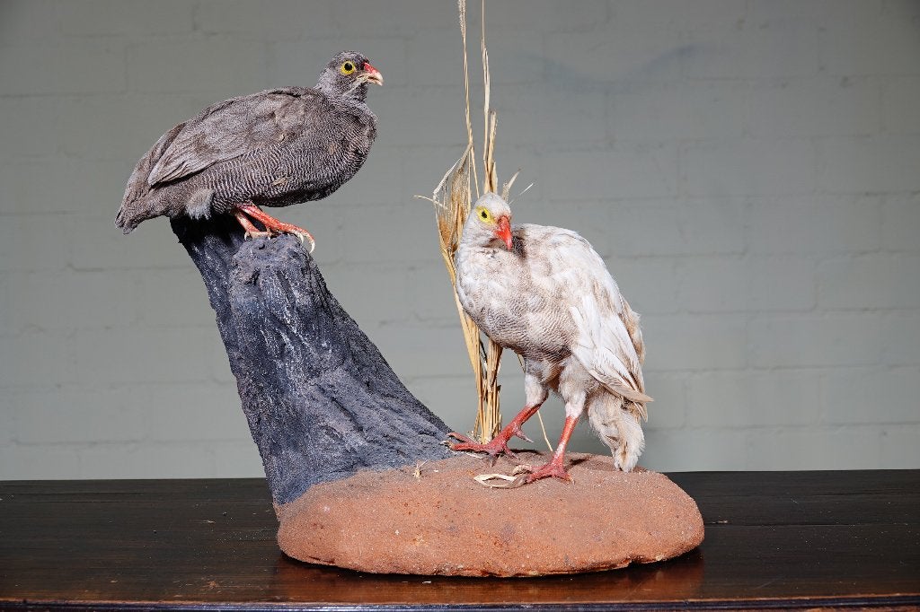 afrikaanse grondvogel taxidermy, Verzamelen, Dierenverzamelingen, Ophalen, Zo goed als nieuw, Hert, Gewei of Kop