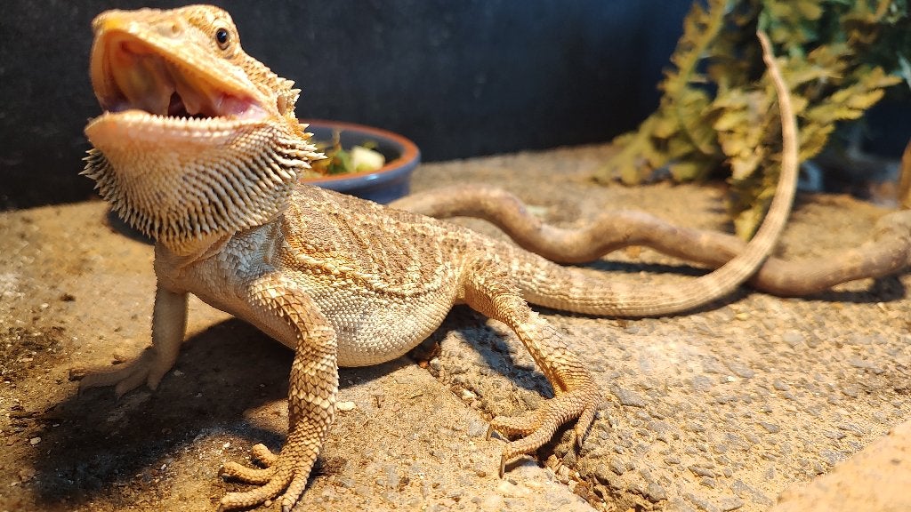 1.0 Pogona vitticeps - baardagame Bearded Dragon photo 5