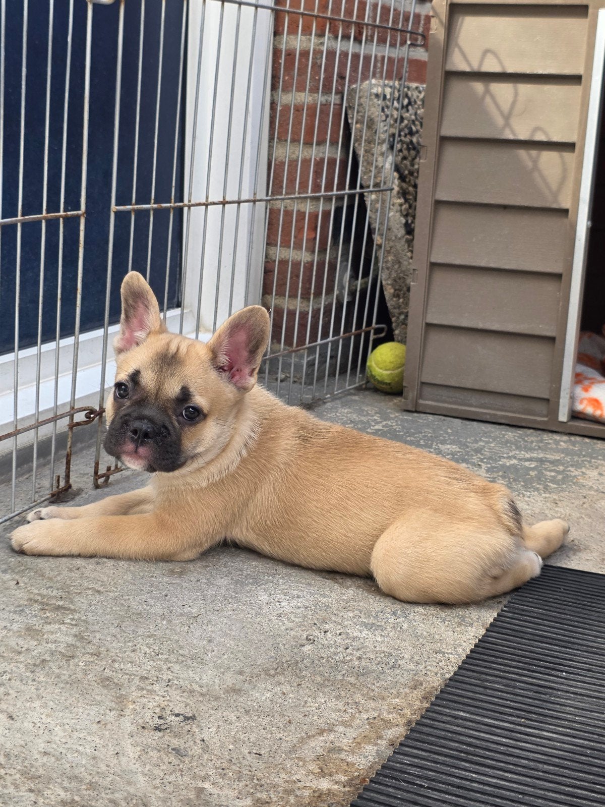 Franse bulldog pup (reutje), Reu, 8 tot 15 weken, Parvo, Bulldog