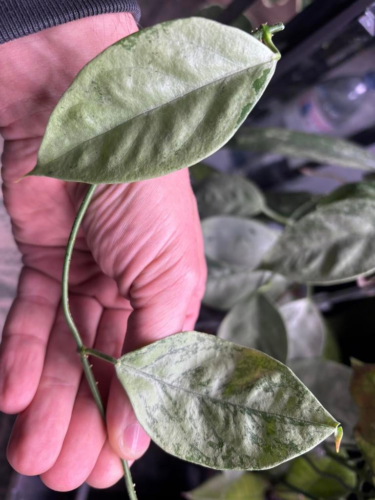 Hoya coriacea Silver, Ophalen of Verzenden, Halfschaduw, Minder dan 100 cm