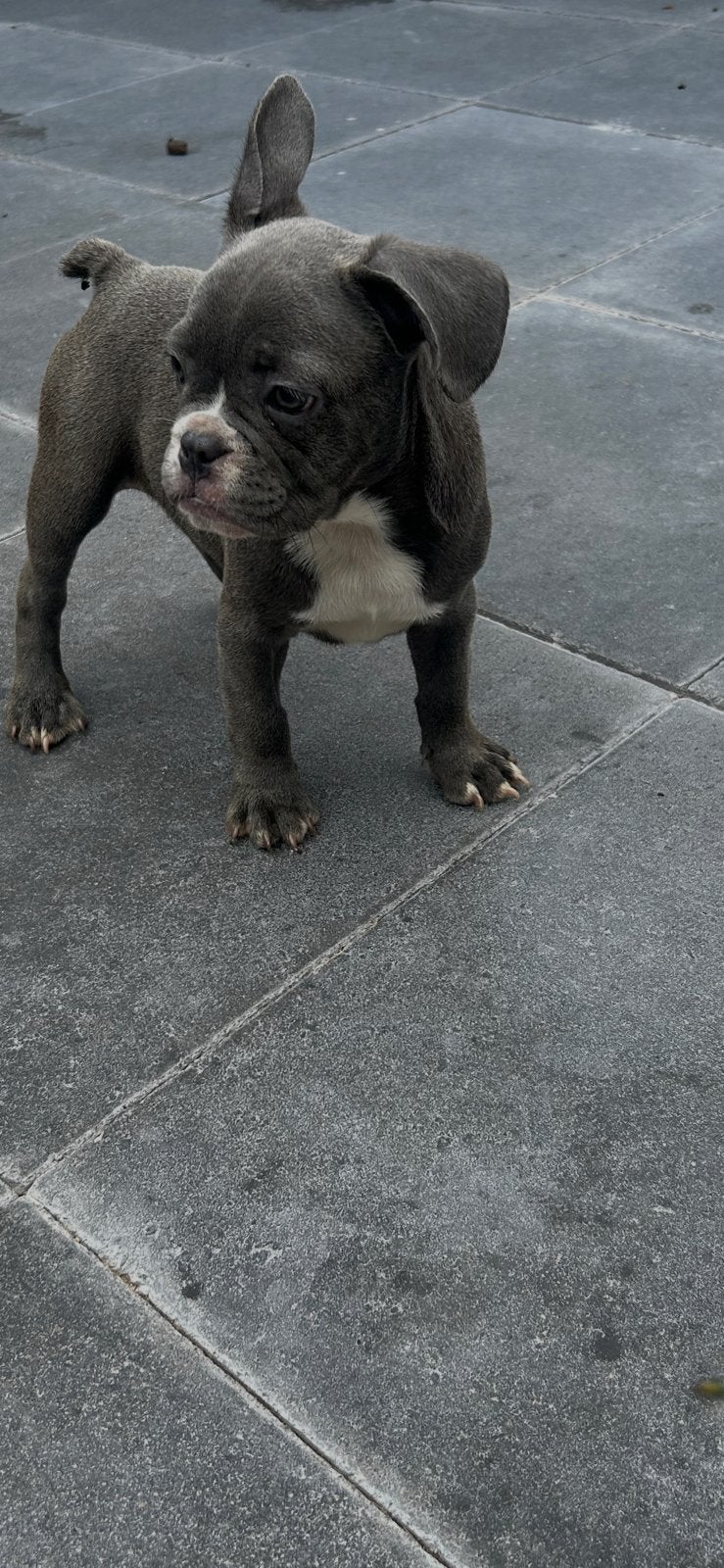 Franse bulldog, Parvo, 15 weken tot 1 jaar, Reu, Bulldog