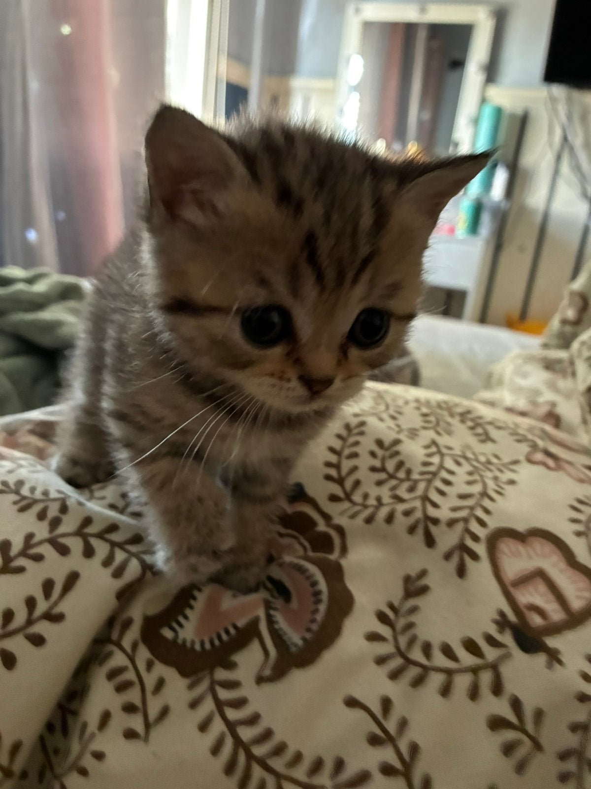 British Shorthair Tabby Kittens 10 weeken, Meerdere dieren, Ontwormd, 6 jaar of ouder