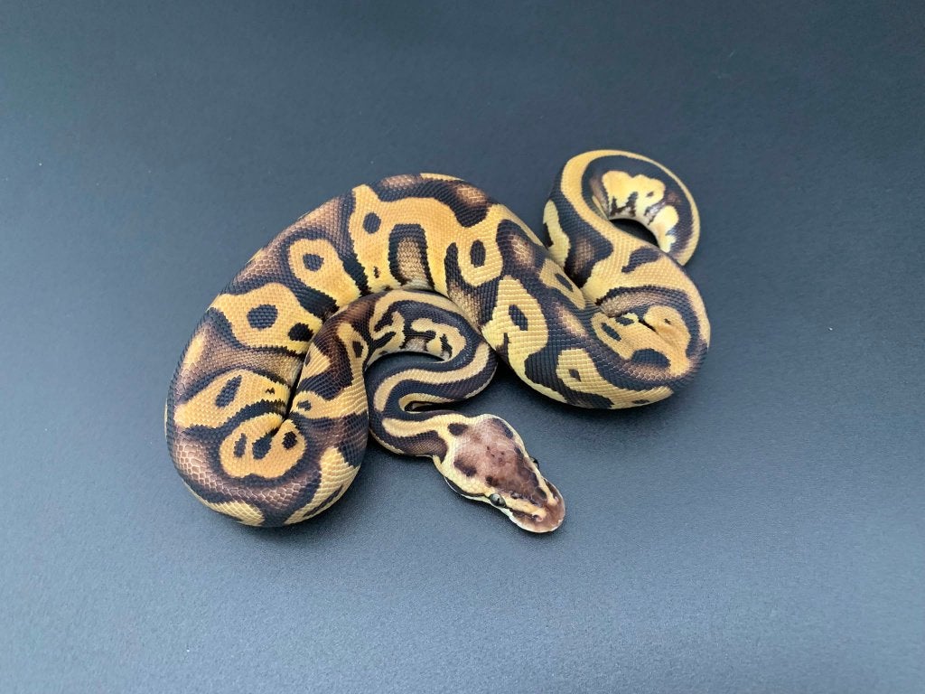 0.1 leopard pastel 66% DH genetic stripe/clown python regius, Dieren en Toebehoren, Slang, 0 tot 2 jaar