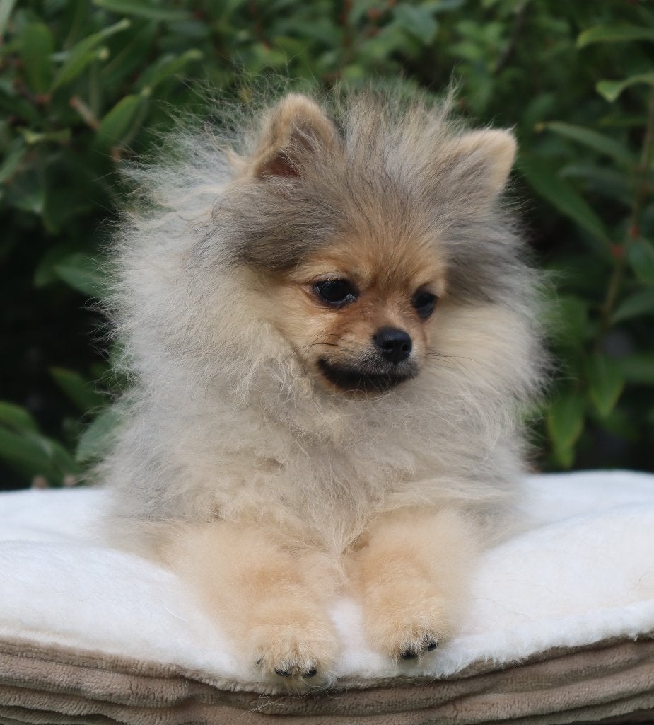 Elite Mini Bearface Pomeriaan/Pomeranian aanwezig in NL, Dieren en Toebehoren, Keeshond, 15 weken tot 1 jaar, Buitenland, Teef