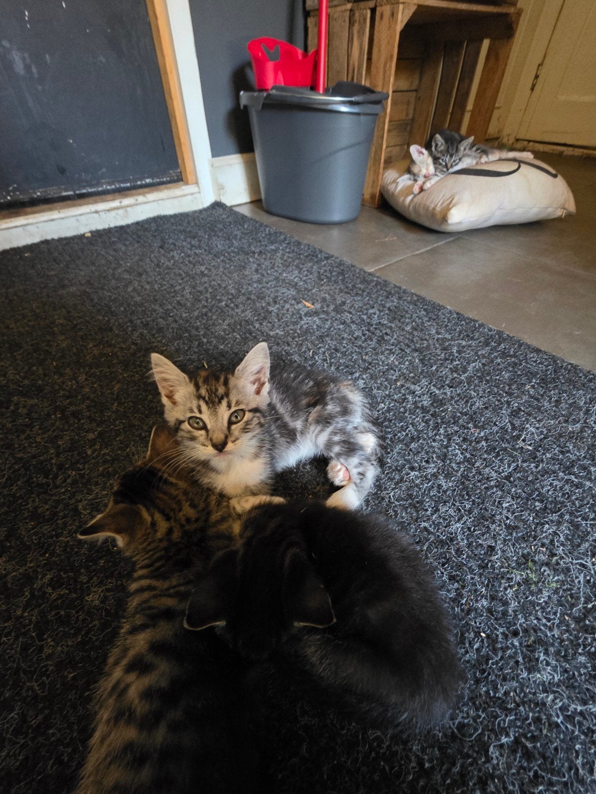 Boerderij Kittens, Meerdere dieren