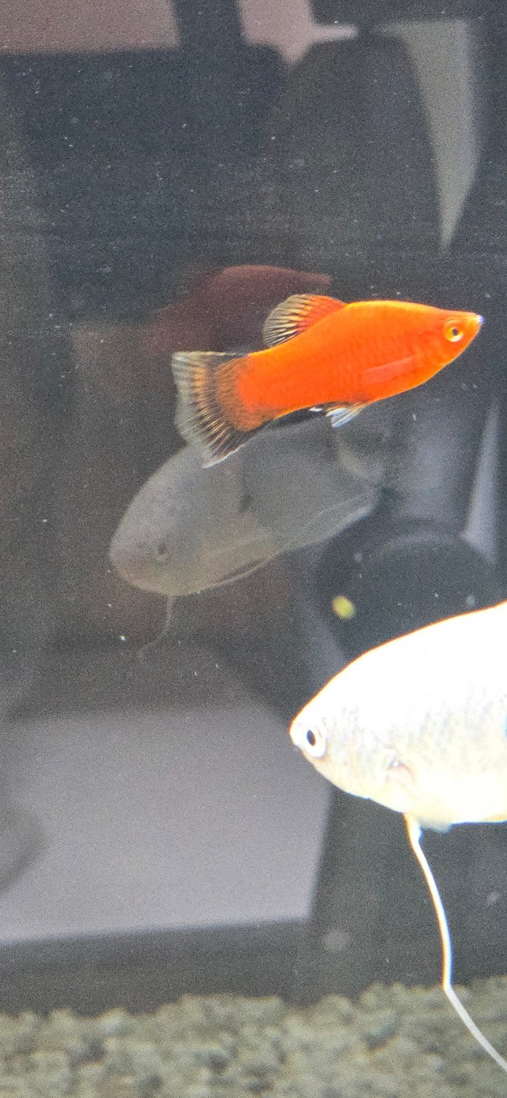 Gratis aquariumvissen, Vis