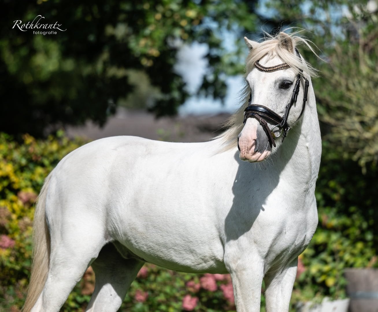 Allround C kinderpony, Dieren en Toebehoren, Pony's, Gechipt, B, Ruin, C pony (1.27m tot 1.37m)