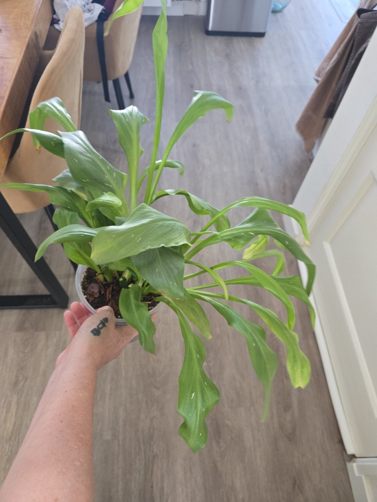 Gezonde Calla (Zantedeschia) in transparante pot, Ophalen, In pot, Halfschaduw, Minder dan 100 cm
