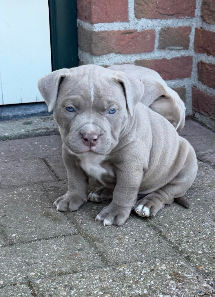 Mag het nest verlaten! prachtige pocket bully pup, Dieren en Toebehoren, Overige rassen, 8 tot 15 weken, Parvo, Meerdere