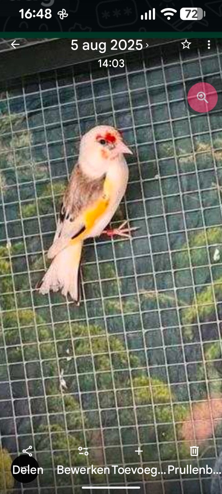 Majoor putter man van 2024, Dieren en Toebehoren, Mannelijk, Wildzangvogel, Geringd