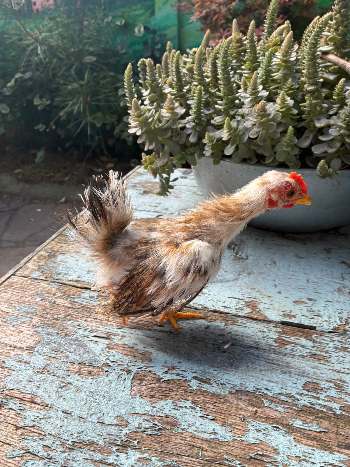 Serama haantjes, Dieren en Toebehoren, Mannelijk, Kip