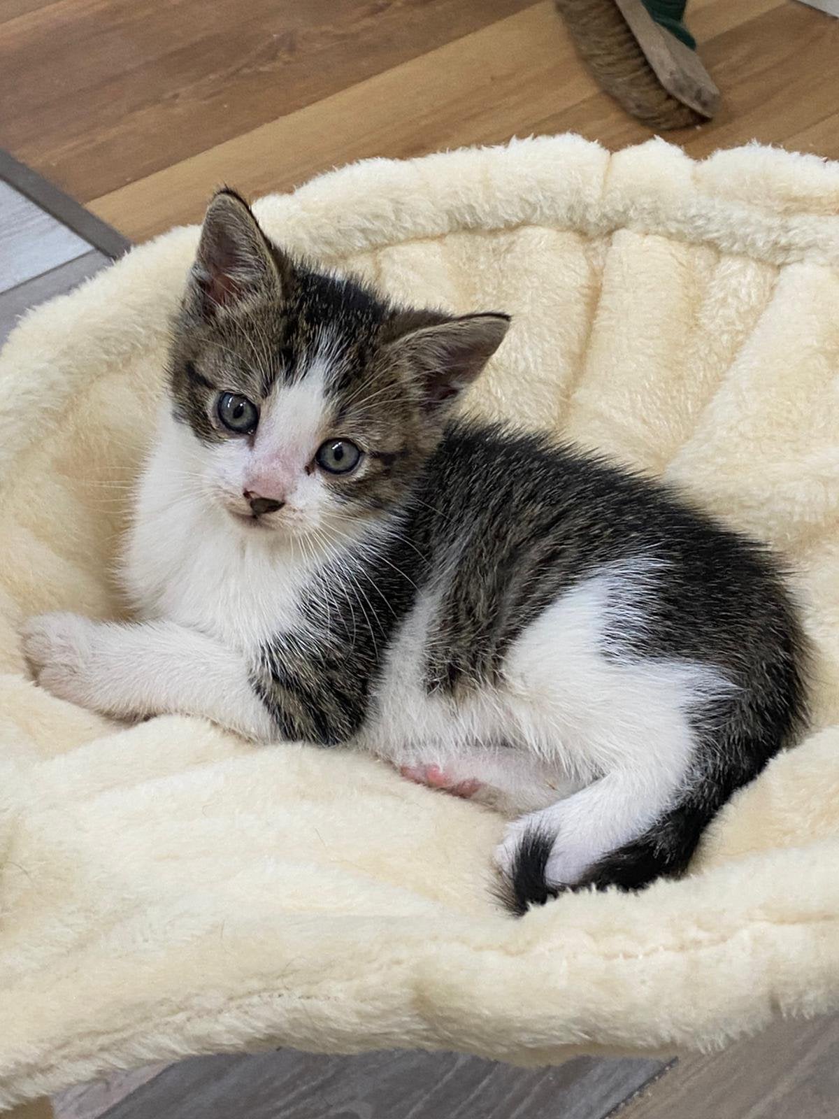 Boerderij kittens, Dieren en Toebehoren, Katten en Kittens | Overige Katten, Poes