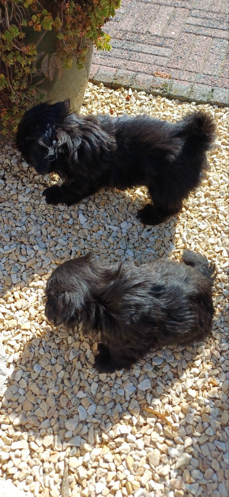 leuke lieve raszuiver shih- tzu pups, Overige rassen, Meerdere, Meerdere dieren, Nederland