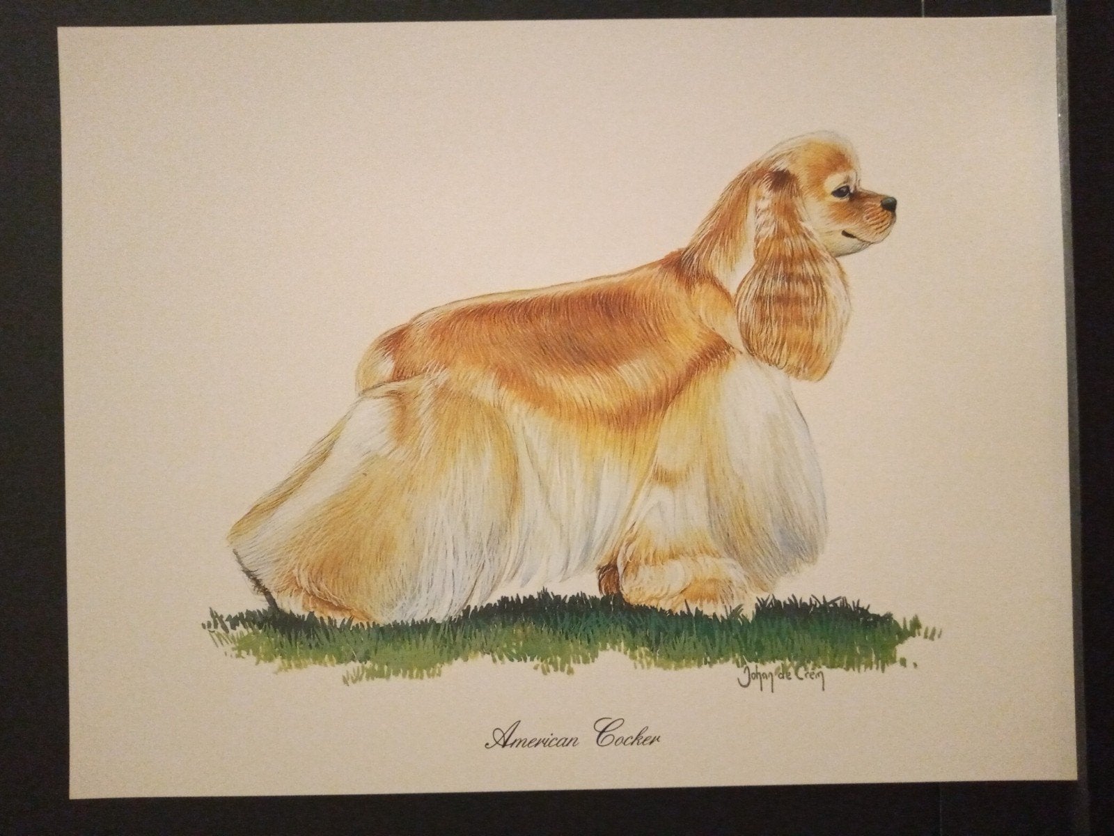 American Cocker - kunstprent - Johan de Crem tekenaar, Verzenden, 1980 tot heden, Zo goed als nieuw, Dier