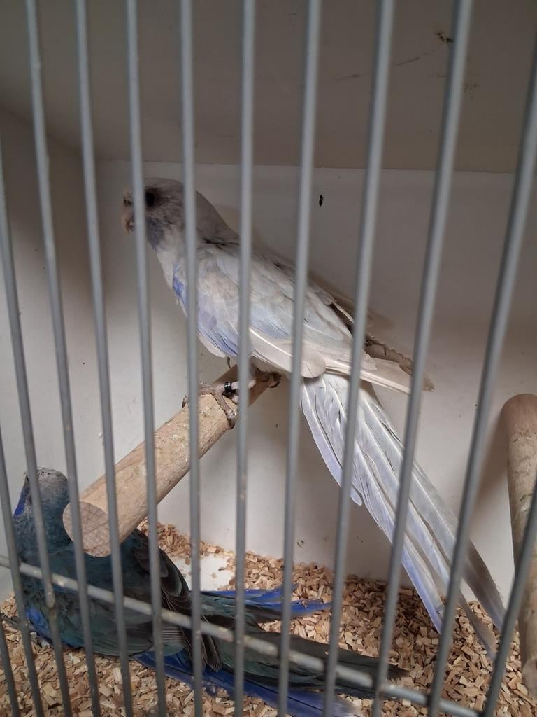 Mooi koppel pennant rosella's, Meerdere dieren