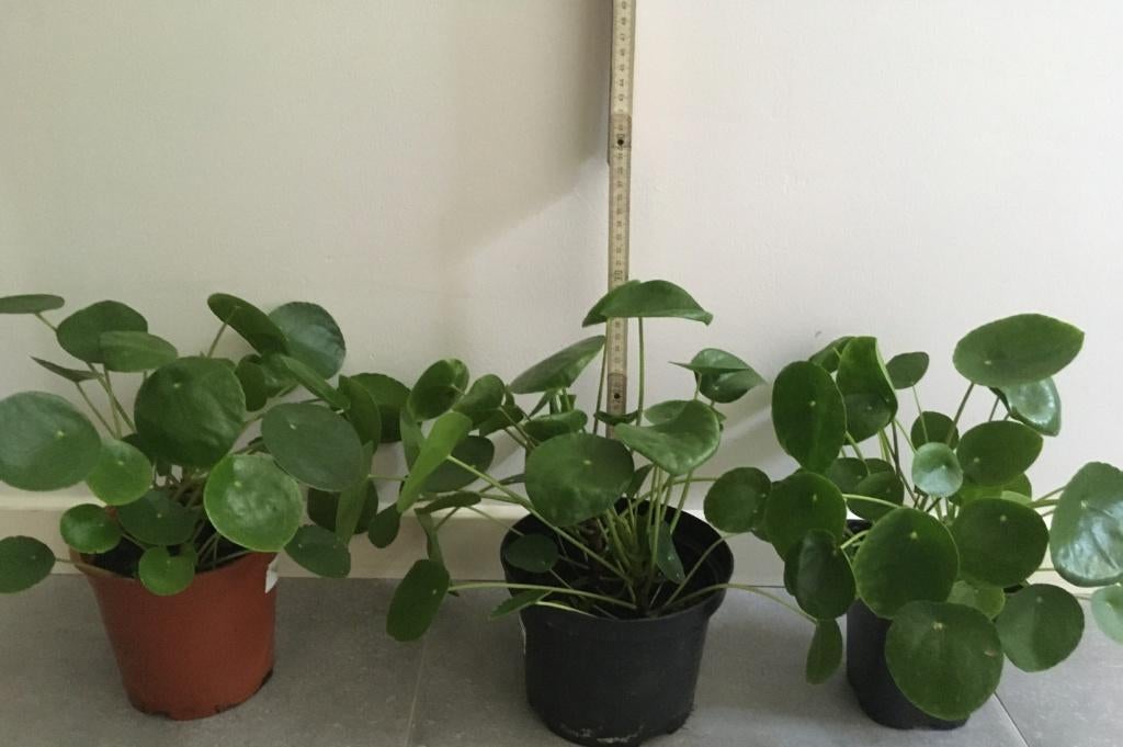 pannenkoekplant - Pilea Peperomioides - groene plantjes, Huis en Inrichting, Kamerplanten, Ophalen, Halfschaduw, Minder dan 100 cm