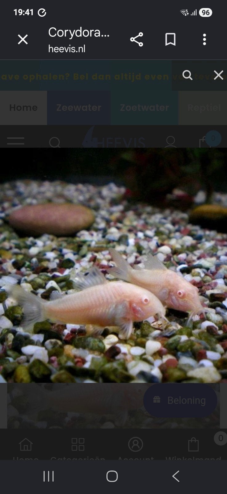 Corydoras albino, Vis