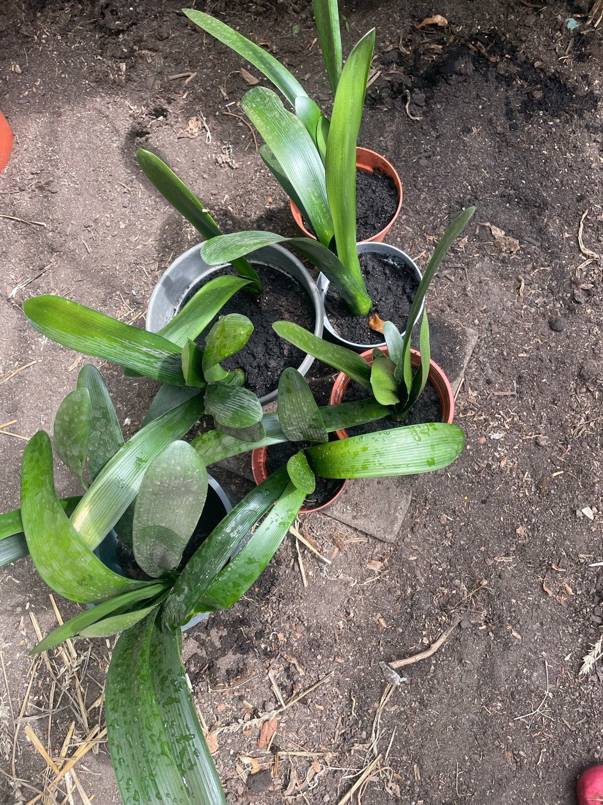 Clivia planten - Diverse maten beschikbaar, Overige soorten, Vaste plant, Ophalen of Verzenden, Halfschaduw