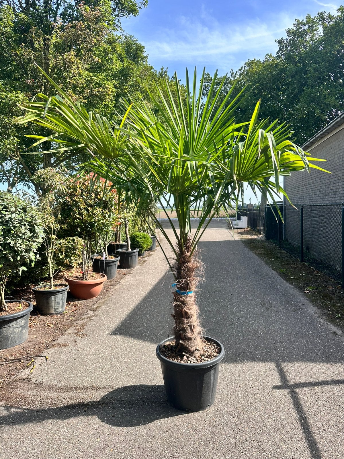 Trachycarpus fortunei palmboom (chamaerops excelsa), Tuin en Terras, Ophalen