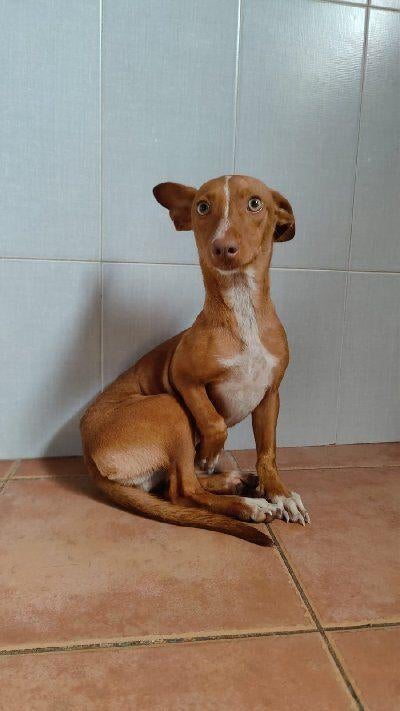 ACE: Leli is altijd zo lief!, Dieren en Toebehoren, Particulier, 15 weken tot 1 jaar, Buitenland, Teef