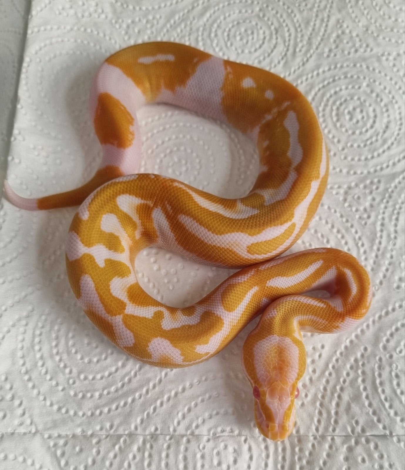 0.1 dreamsicle ( blackhead ) koningspython python regius, Dieren en Toebehoren, Slang